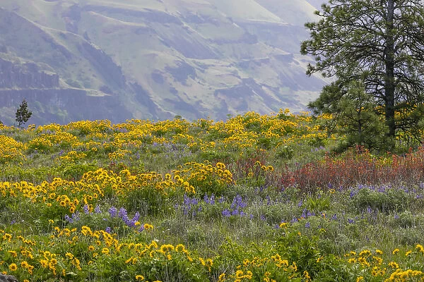 USA, Oregon, Tom McCall Nature Conservancy. Balsamroot and lupine flowers in meadow