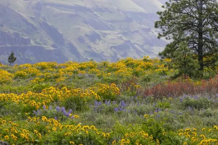 Framed Print : USA, Oregon, Tom McCall Nature Conservancy. Balsamroot and lupine flowers in meadow Framed Print : USA, Oregon, Tom McCall Nature Conservancy. Balsamroot and lupine flowers in meadow