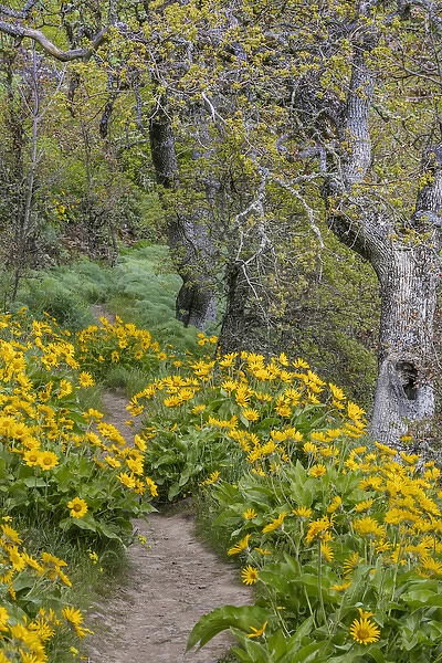USA, Oregon, Tom McCall Nature Conservancy. Balsamroot flowers lining a trail. Credit as