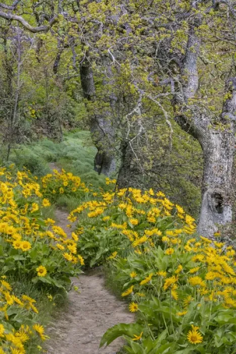 Framed Print : USA, Oregon, Tom McCall Nature Conservancy. Balsamroot flowers lining a trail. Credit as Framed Print : USA, Oregon, Tom McCall Nature Conservancy. Balsamroot flowers lining a trail. Credit as