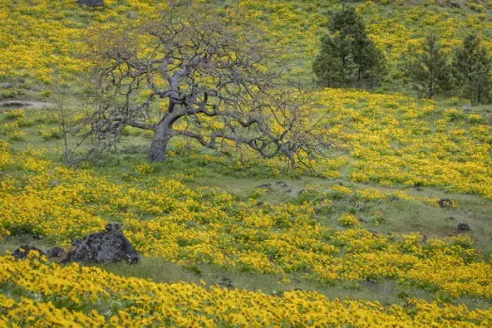 Framed Print : USA, Oregon, Tom McCall Nature Conservancy. Meadow with balsamroot flowers and oak tree Framed Print : USA, Oregon, Tom McCall Nature Conservancy. Meadow with balsamroot flowers and oak tree