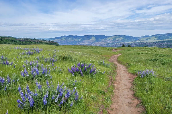 USA, Oregon. Tom McCall Nature Preserve, Rowena Plateau Trail