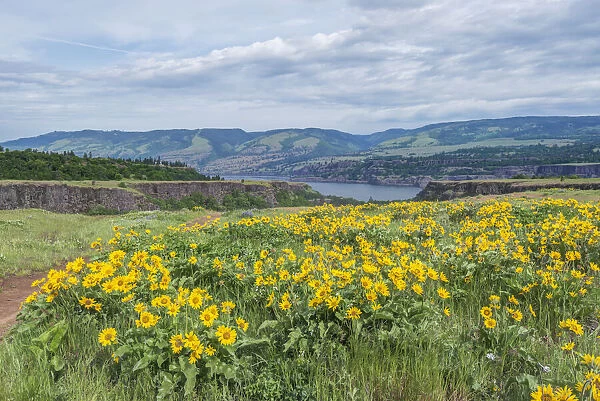 USA, Oregon. Tom McCall Nature Preserve, Rowena Plateau wildflowers