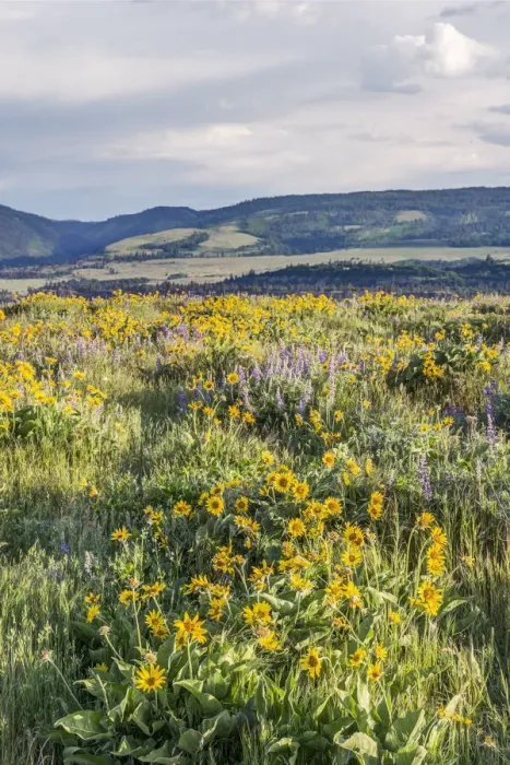 Framed Print : USA, Oregon. Tom McCall Nature Preserve, Rowena Plateau wildflowers Framed Print : USA, Oregon. Tom McCall Nature Preserve, Rowena Plateau wildflowers