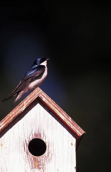 USA, Oregon. Tree swallow (Tachycineta bicolor) at backyard nesting box