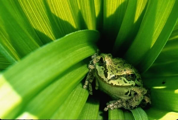 USA, Oregon, Treefrog in False Hellebore