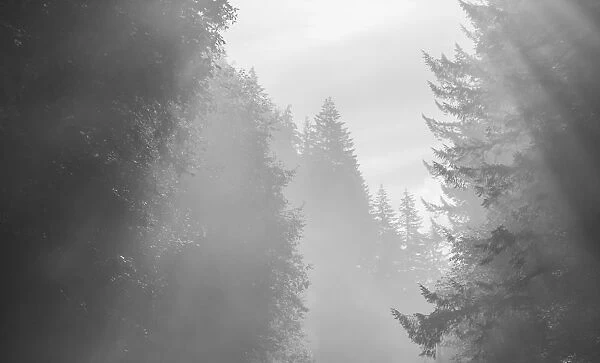 USA, Oregon. Trees in morning fog. Credit as: Wendy Kaveney  /  Jaynes Gallery  /  DanitaDelimont