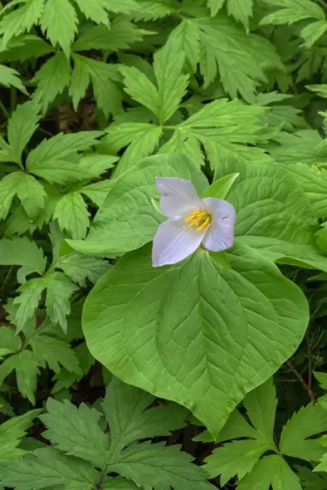 Framed Print : USA, Oregon, Tryon Creek State Natural Area, Western Trillium (Trillium ovatum) in Framed Print : USA, Oregon, Tryon Creek State Natural Area, Western Trillium (Trillium ovatum) in