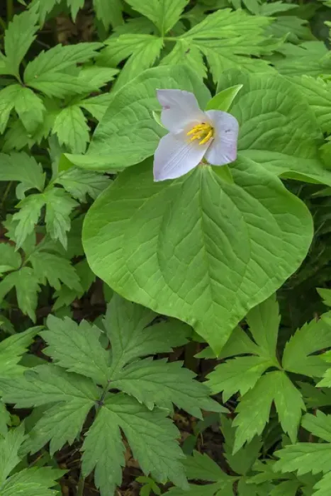 Framed Print : USA, Oregon, Tryon Creek State Natural Area, Western Trillium (Trillium ovatum) in Framed Print : USA, Oregon, Tryon Creek State Natural Area, Western Trillium (Trillium ovatum) in