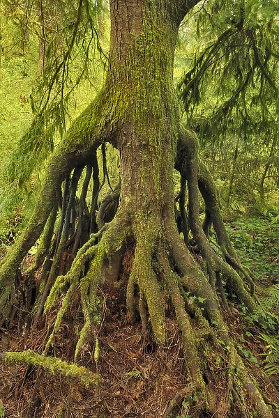 USA, Oregon, Tryon Creek State Park. Cedar growing from nursery stump on bank of Nettle Creek