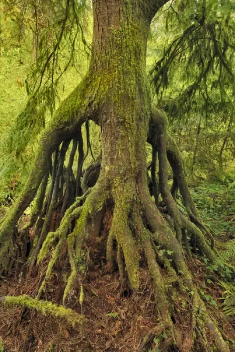 Framed Print : USA, Oregon, Tryon Creek State Park. Cedar growing from nursery stump on bank of Nettle Creek Framed Print : USA, Oregon, Tryon Creek State Park. Cedar growing from nursery stump on bank of Nettle Creek