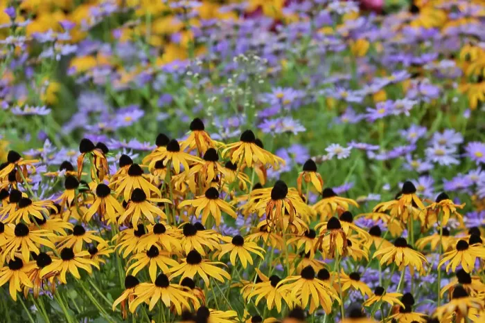 Framed Print : USA, Oregon, Tualatin. Garden with Dark-eyed Susan yellow flowers with small blue daisies
