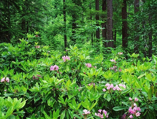 USA, Oregon, Umpqua National Forest. Blooming rhododendron in forest