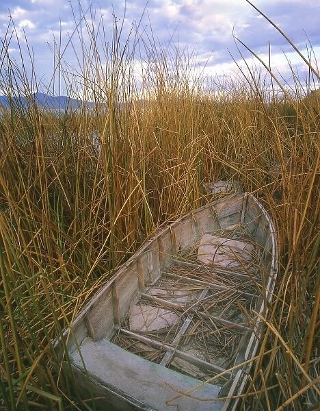 USA, Oregon, Upper Klamath National Wildlife Refuge, Abandoned wooden rowboat in reeds on shoreline