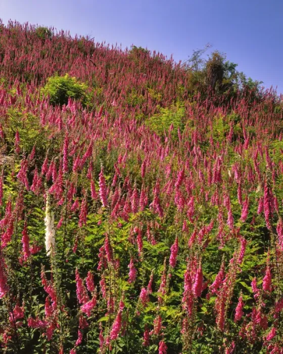 Framed Print : USA, Oregon, USA, Oregon. Hillside of foxglove in Clatsop County Framed Print : USA, Oregon, USA, Oregon. Hillside of foxglove in Clatsop County