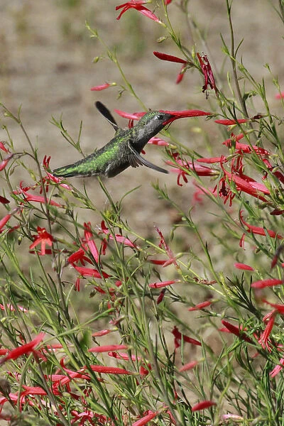 USA, Oregon, USA, Oregon, Portland. Hummingbird in bloom of salvia flower. Credit as