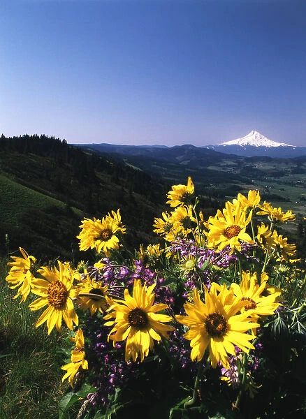 USA, Oregon, View of Blue-pod lupine and Arrowleaf balsamroot at Mt. Hood
