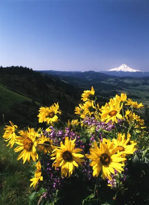 Framed Print : USA, Oregon, View of Blue-pod lupine and Arrowleaf balsamroot at Mt. Hood Framed Print : USA, Oregon, View of Blue-pod lupine and Arrowleaf balsamroot at Mt. Hood