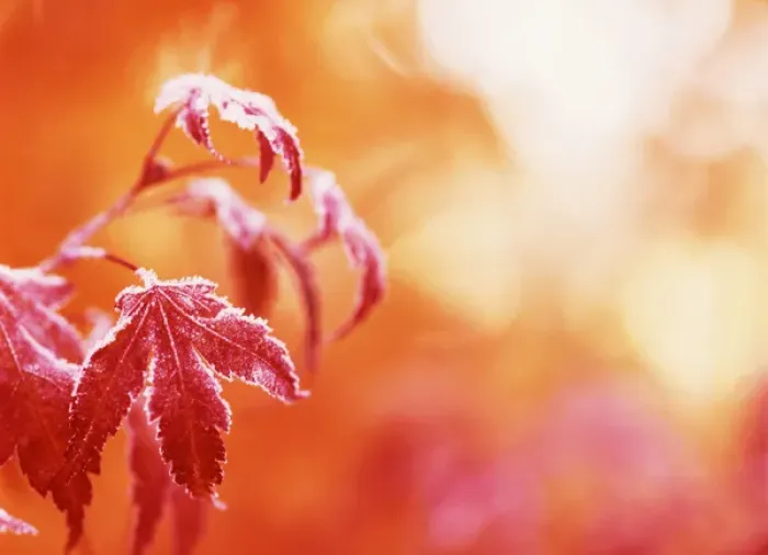 Framed Print : USA, Oregon, View of frost Japanese maple leaf, close-up Framed Print : USA, Oregon, View of frost Japanese maple leaf, close-up