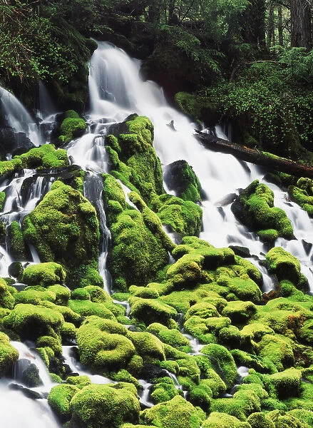 USA, Oregon, View of mossy Umpqua National Forest