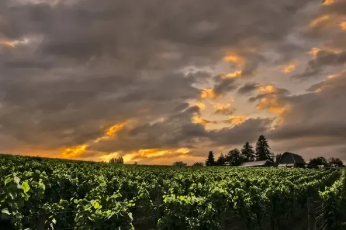 Framed Print : USA, Oregon, vineyard