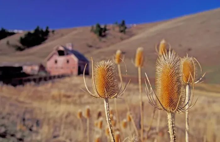 Framed Print : USA, Oregon, Wallowa County, pink barn, dried teasel foreground Framed Print : USA, Oregon, Wallowa County, pink barn, dried teasel foreground