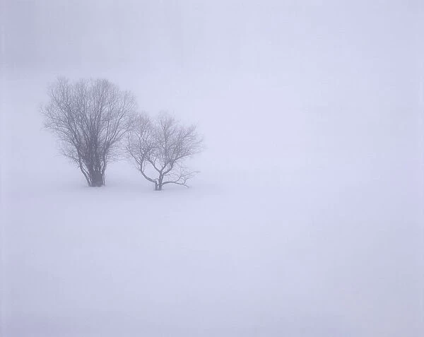 USA, Oregon, Wallowa Lake State Park. Winter snow and fog among small trees