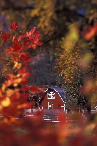 USA, Oregon, Wallowa Valley. Barn with fall-colored leaves