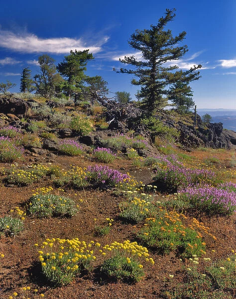 USA, Oregon, Wallowa-Whitman National Forest. Yellow eriogonum and penstemon on Indian Rock