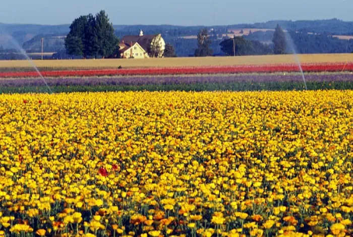 Framed Print : USA, Oregon, Watering the Tulips in the Willamette Valley Framed Print : USA, Oregon, Watering the Tulips in the Willamette Valley
