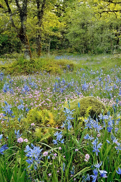 USA, Oregon, West Linn. Wildflowers in Camassia Natural Area