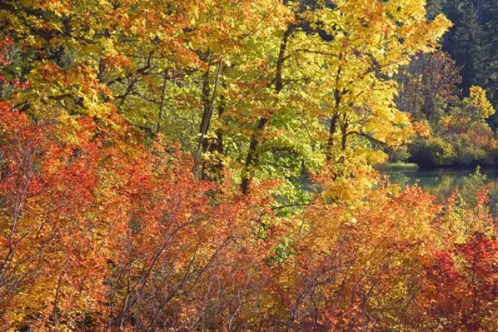 Framed Print : USA, Oregon, Willamette National Forest. Autumn-colored trees next to Clear Lake Framed Print : USA, Oregon, Willamette National Forest. Autumn-colored trees next to Clear Lake