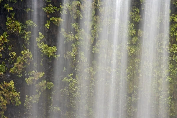 USA, Oregon, Willamette National Forest. Detail of Koosah Falls and maidenhair ferns