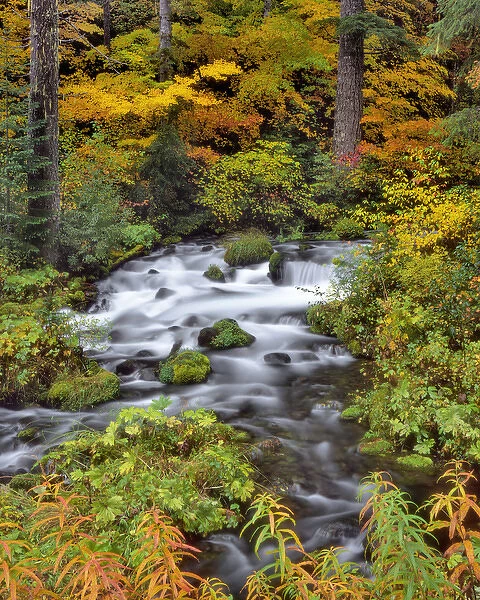 USA, Oregon, Willamette National Forest. Roaring River running through Oregon Credit as