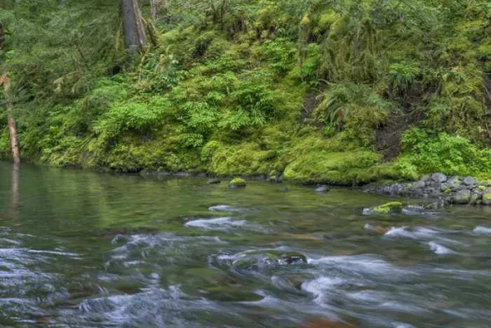Framed Print : USA, Oregon, Willamette National Forest, South Fork Breitenbush River and lush old
