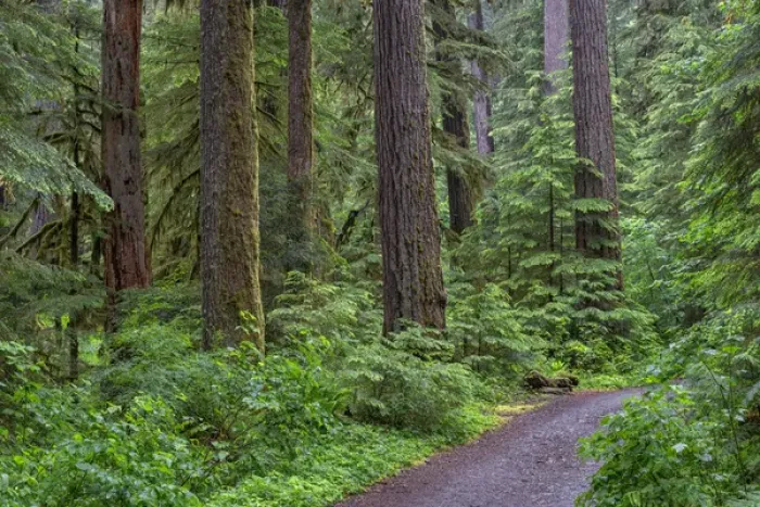 Framed Print : USA, Oregon, Willamette National Forest, Opal Creek Scenic Recreation Area, Trail through lush Framed Print : USA, Oregon, Willamette National Forest, Opal Creek Scenic Recreation Area, Trail through lush