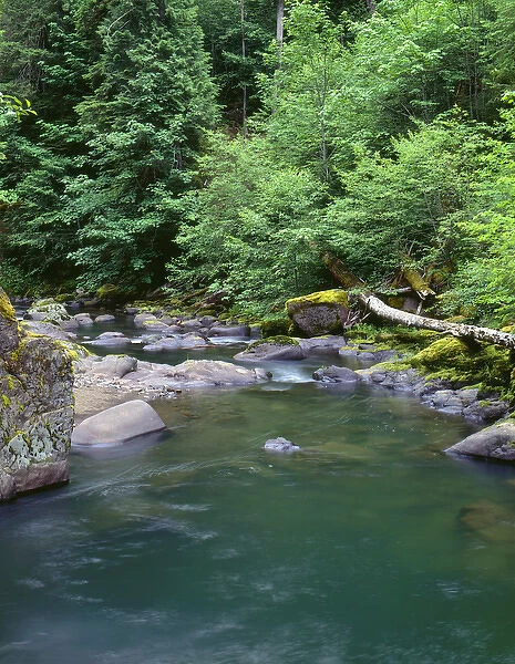 USA, Oregon, Willamette National Forest, Middle Santiam Wilderness, Deep, green pool