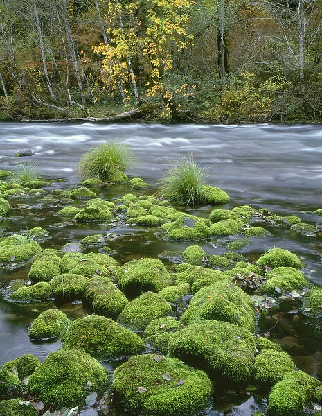 USA, Oregon, Willamette National Forest, McKenzie River, moss-covered rocks and autumn-colored