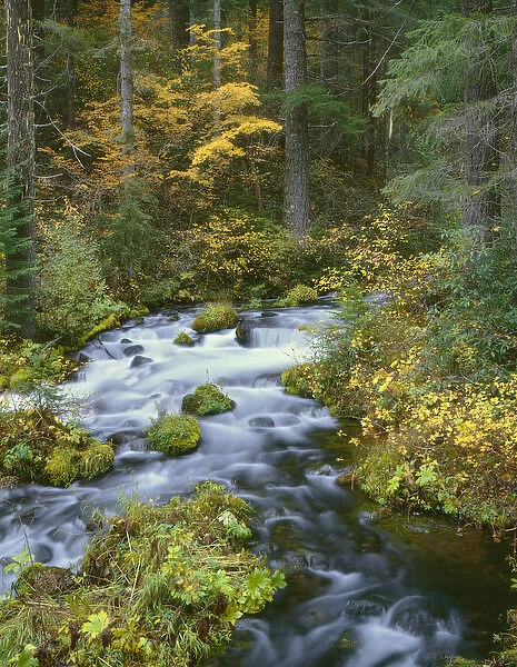USA, Oregon, Willamette National Forest, Autumn foliage and Douglas fir border Roaring