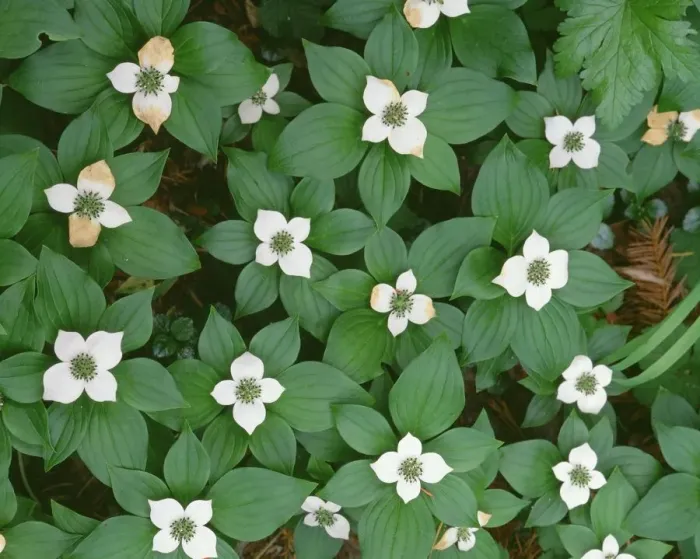 Framed Print : USA, Oregon, Willamette National Forest. Bunchberry (Cornus canadensis) in bloom