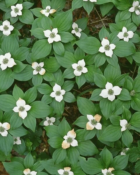 USA, Oregon. Willamette National Forest, bunchberry (Cornus canadensis) in bloom