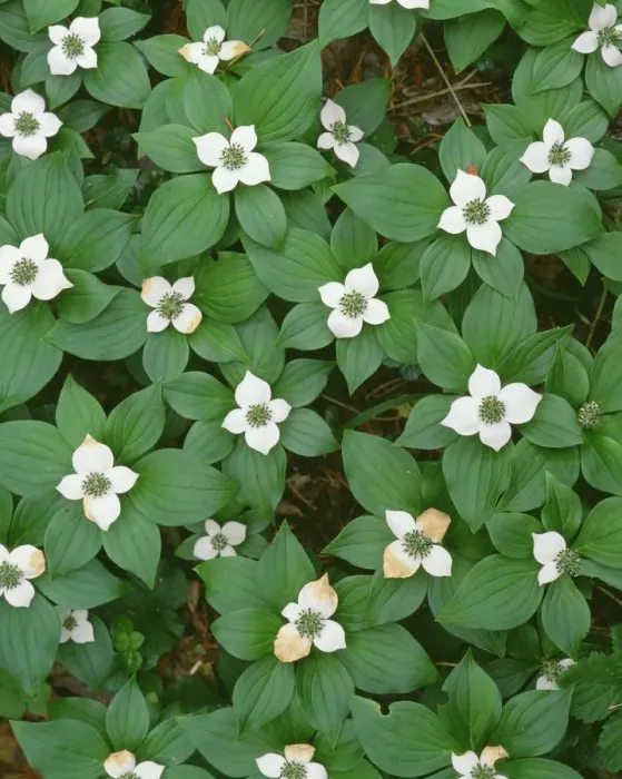 Framed Print : USA, Oregon. Willamette National Forest, bunchberry (Cornus canadensis) in bloom Framed Print : USA, Oregon. Willamette National Forest, bunchberry (Cornus canadensis) in bloom