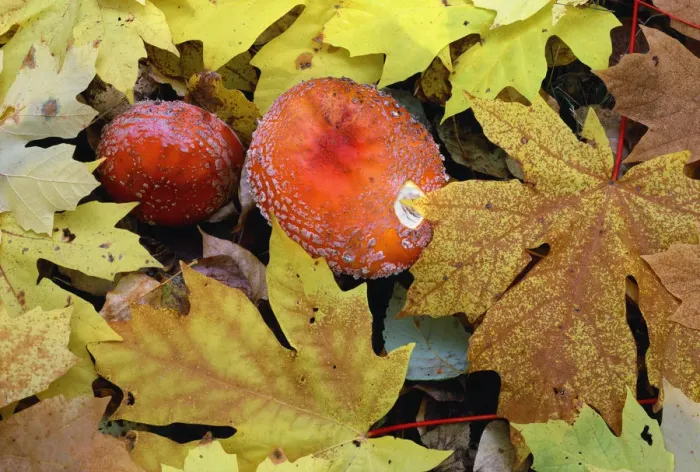 Framed Print : USA, Oregon, Willamette National Forest. Amanita mushroom and fall-colored leaves Framed Print : USA, Oregon, Willamette National Forest. Amanita mushroom and fall-colored leaves