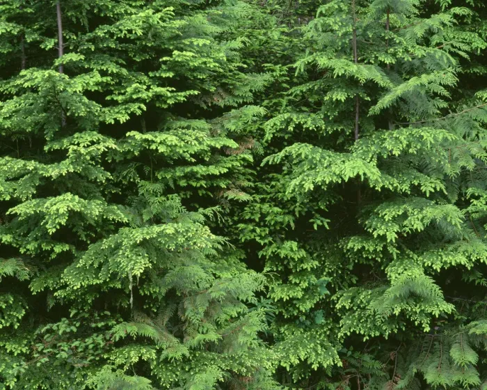 Framed Print : USA, Oregon, Willamette National Forest. Middle Santiam Wilderness, Saplings of western red cedar Framed Print : USA, Oregon, Willamette National Forest. Middle Santiam Wilderness, Saplings of western red cedar