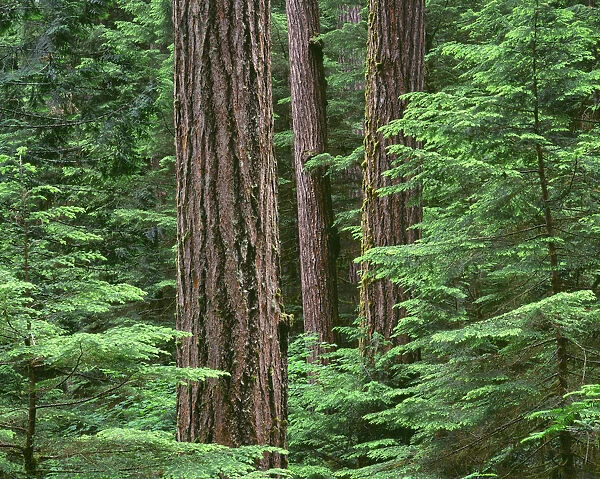 USA, Oregon, Willamette National Forest. Middle Santiam Wilderness, Douglas fir giants
