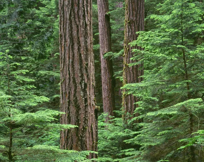 Framed Print : USA, Oregon, Willamette National Forest. Middle Santiam Wilderness, Douglas fir giants Framed Print : USA, Oregon, Willamette National Forest. Middle Santiam Wilderness, Douglas fir giants