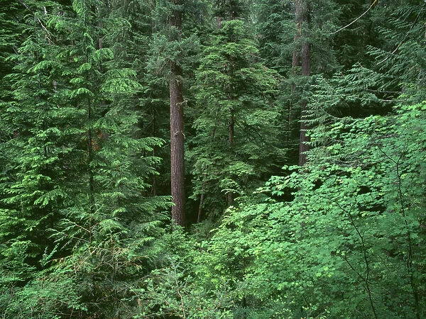 USA, Oregon, Willamette National Forest. Middle Santiam Wilderness, Old-growth forest