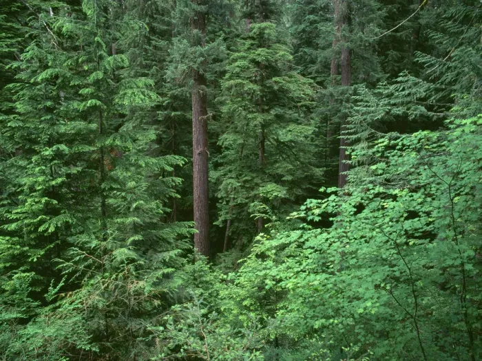 Framed Print : USA, Oregon, Willamette National Forest. Middle Santiam Wilderness, Old-growth forest