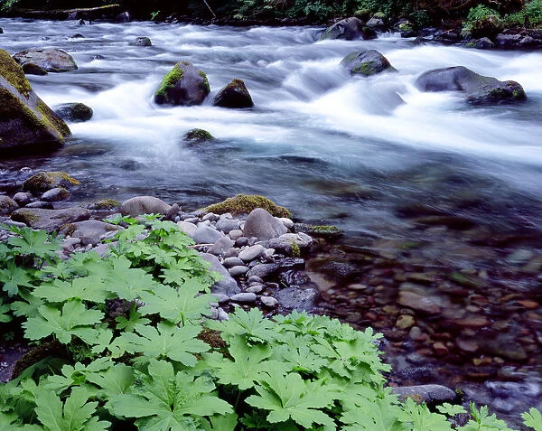 USA, Oregon, Willamette National Forest. South Fork of the McKenzie River with coltsfoot in spring