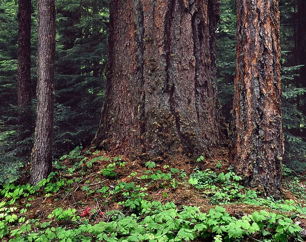 USA, Oregon, Willamette National Forest. Large trunk of old growth Douglas fir